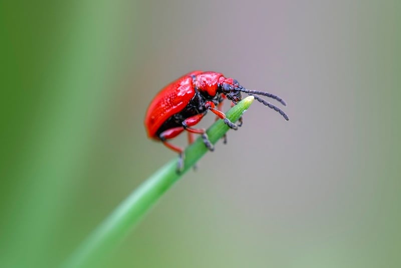 Natural Pest Control