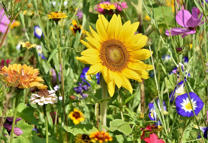 Community Gardening