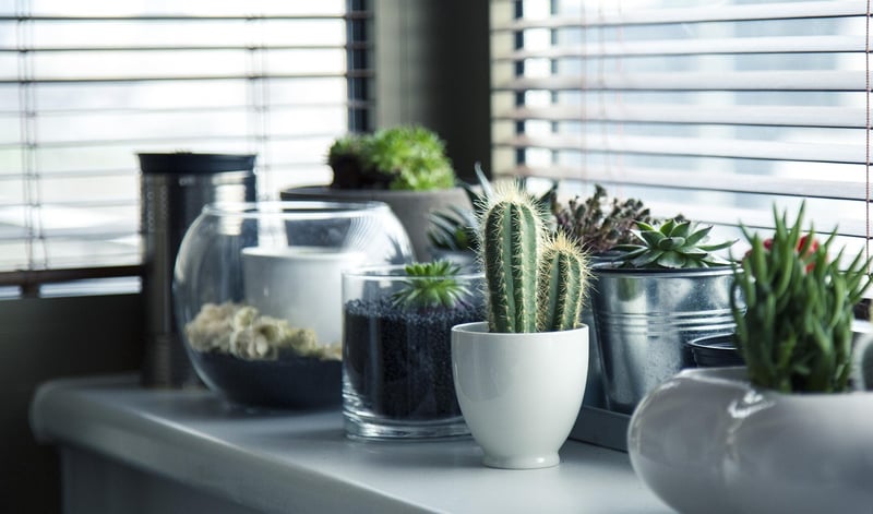Window Sill Plants